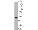 CD5 Antibody in Western Blot (WB)