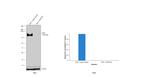 CD45 Antibody in Western Blot (WB)