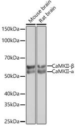 CaMKII Pan Antibody in Western Blot (WB)