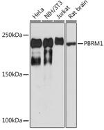 PBRM1 Antibody in Western Blot (WB)