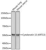 Cytokeratin 13 Antibody in Western Blot (WB)