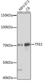 TFE3 Antibody in Western Blot (WB)