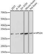 CHMP3 Antibody in Western Blot (WB)