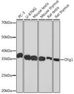 OLIG1 Antibody in Western Blot (WB)