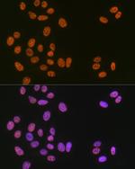 MATR3 Antibody in Immunocytochemistry (ICC/IF)