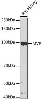 MVP Antibody in Western Blot (WB)