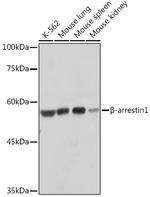 beta Arrestin 1 Antibody in Western Blot (WB)