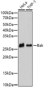 BAK Antibody in Western Blot (WB)