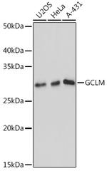 GCLM Antibody in Western Blot (WB)