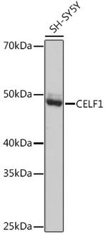 CUGBP1 Antibody in Western Blot (WB)