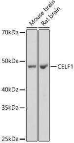 CUGBP1 Antibody in Western Blot (WB)