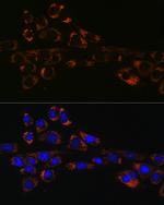 SERPINH1 Antibody in Immunocytochemistry (ICC/IF)