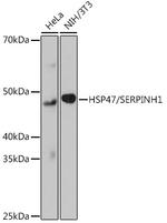 SERPINH1 Antibody in Western Blot (WB)