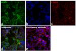 GLUT1 Antibody in Immunocytochemistry (ICC/IF)