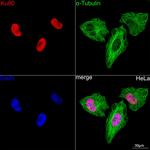 Ku80 Antibody in Immunocytochemistry (ICC/IF)