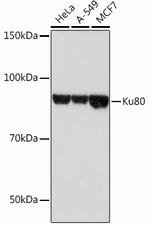 Ku80 Antibody in Western Blot (WB)