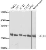 UCHL3 Antibody in Western Blot (WB)