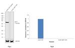 AKT1 Antibody in Western Blot (WB)