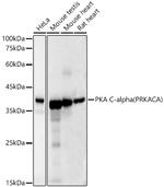 PKA alpha Antibody in Western Blot (WB)