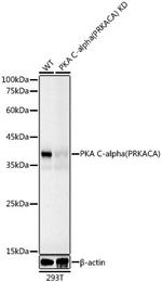 PKA alpha Antibody in Western Blot (WB)