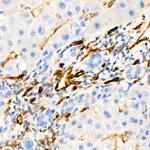 CD31 (PECAM-1) Antibody in Immunohistochemistry (Paraffin) (IHC (P))