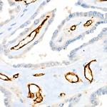 CD31 (PECAM-1) Antibody in Immunohistochemistry (Paraffin) (IHC (P))