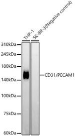 CD31 (PECAM-1) Antibody in Western Blot (WB)