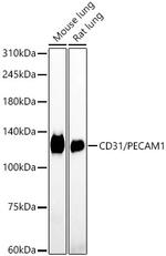 CD31 (PECAM-1) Antibody in Western Blot (WB)