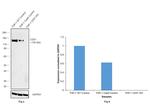 CD31 (PECAM-1) Antibody in Western Blot (WB)