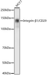 CD29 (Integrin beta 1) Antibody in Western Blot (WB)