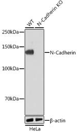 N-cadherin Antibody in Western Blot (WB)