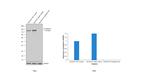 N-cadherin Antibody in Western Blot (WB)