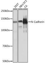 N-cadherin Antibody in Western Blot (WB)