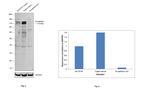 N-cadherin Antibody in Western Blot (WB)