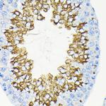 Glycerol kinase Antibody in Immunohistochemistry (Paraffin) (IHC (P))