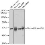 Glycerol kinase Antibody in Western Blot (WB)