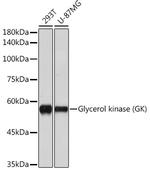 Glycerol kinase Antibody in Western Blot (WB)