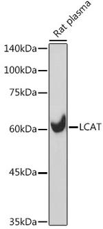 LCAT Antibody in Western Blot (WB)