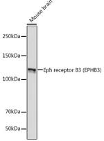 EphB3 Antibody in Western Blot (WB)