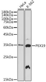 PEX19 Antibody in Western Blot (WB)