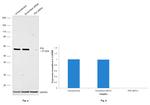 PDI Antibody in Western Blot (WB)