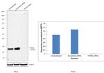 VPS28 Antibody in Western Blot (WB)