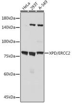 XPD Antibody in Western Blot (WB)