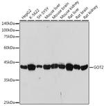 GOT2 Antibody in Western Blot (WB)