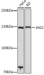 Jagged 2 Antibody in Western Blot (WB)