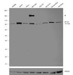 gamma Adaptin Antibody in Western Blot (WB)