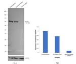 gamma Adaptin Antibody in Western Blot (WB)