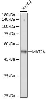 MAT2A Antibody in Western Blot (WB)