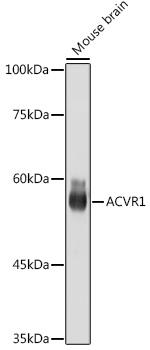 ACVR1 Antibody in Western Blot (WB)