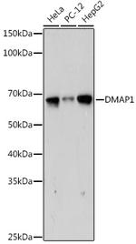 DMAP1 Antibody in Western Blot (WB)